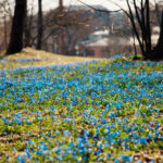 Sinisiä kevätkukkasia nurmella puiden edessä.
