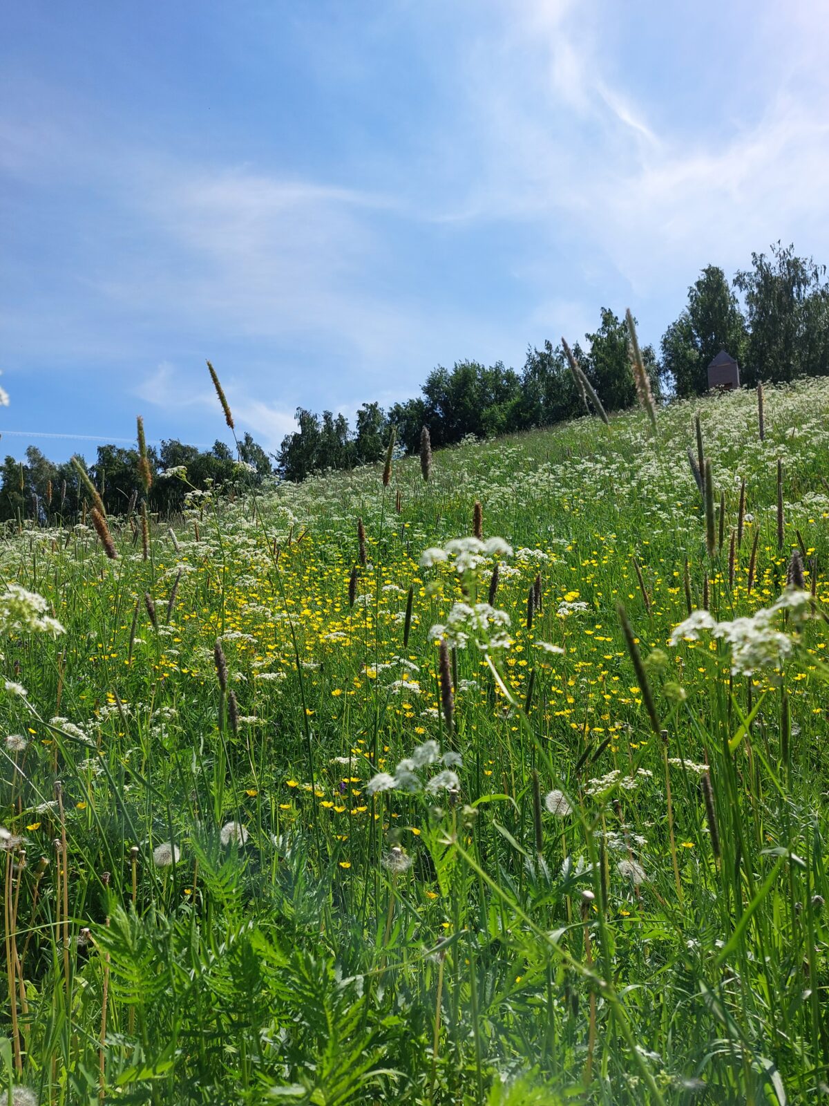 Kesäinen vihreä niitty kumpu missä näkyy kukkia ja puita